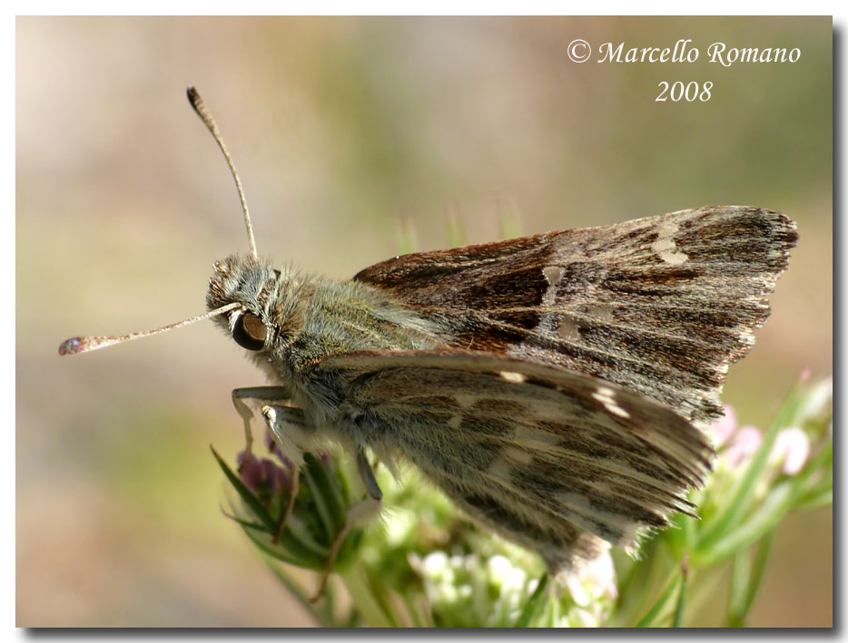 Insetti dalla Croazia: 12. Carcharodus flocciferus (Hesp.)